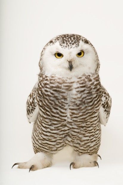 Snowy owl